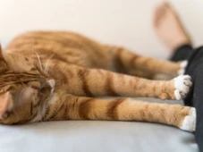 Imagem - Por que os gatos gostam de 'amassar pãozinho' no tutor?