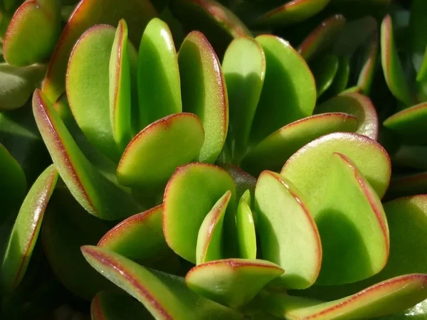A planta jade é uma suculenta com folhas ovais por Jesús Cabrera/ Flickr/Creative Commons