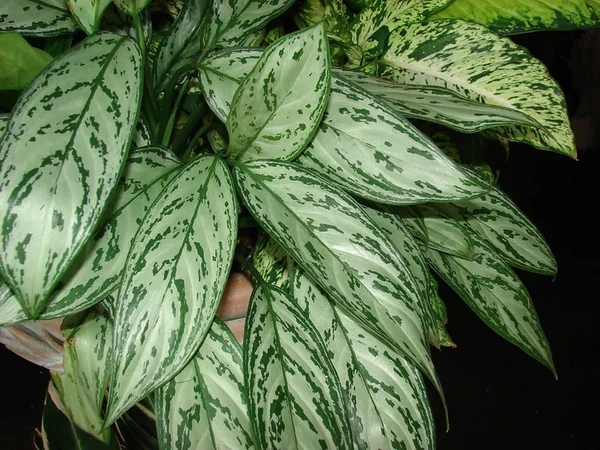 Aglaonema commutatum, conhecida popularmente como café-de-salão por Forest and Kim Starr/ Flickr/Creative Commons