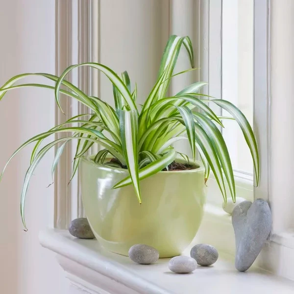 Clorofito (Chlorophytum comosum) por Reprodução/Getty Images
