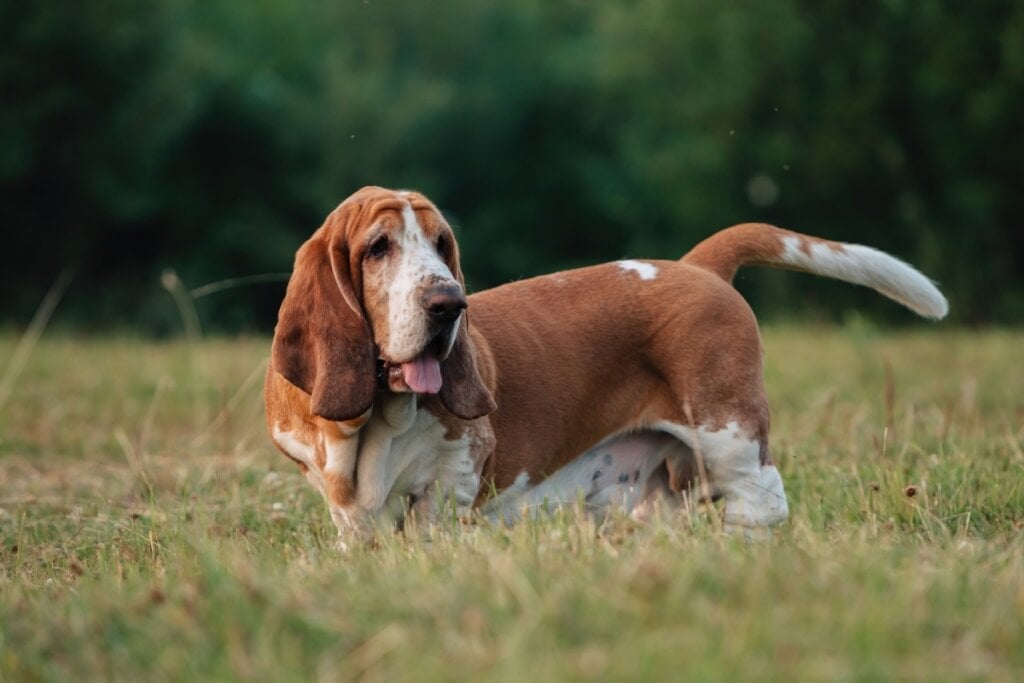 O basset hound é afetuoso, tranquilo e adora longos períodos de descanso (Imagem: Svyatoslav Balan | Shutterstock)
