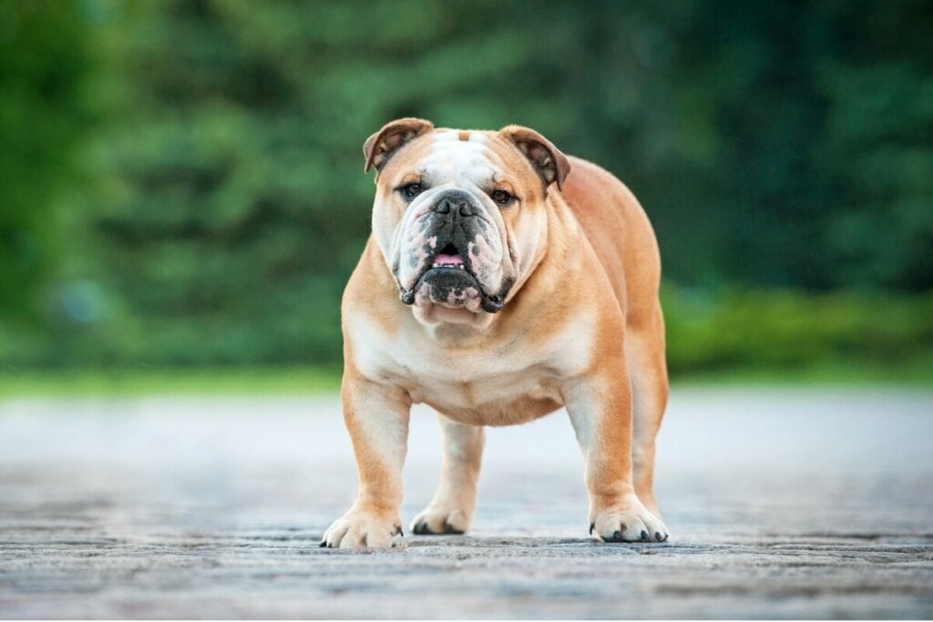O buldogue inglês é um cachorro calmo, leal e perfeito para ambientes internos (Imagem: Rita_Kochmarjova | Shutterstock)