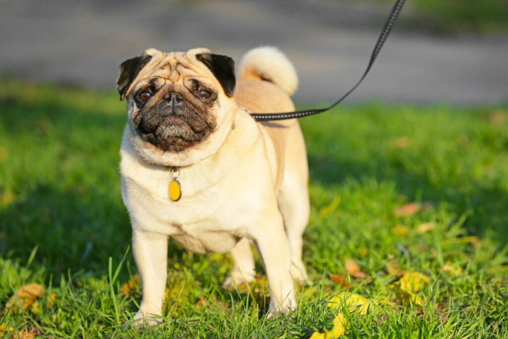 O pug é carismático, bem-humorado e se adapta bem à vida em apartamento (Imagem: Pixel-Shot | Shutterstock)