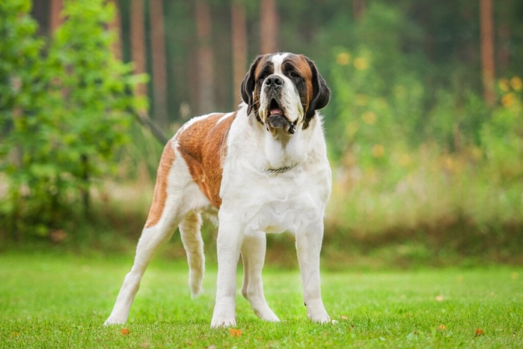 O São Bernardo é um gigante gentil, com temperamento sereno e protetor (Imagem: Rita_Kochmarjova | Shutterstock)