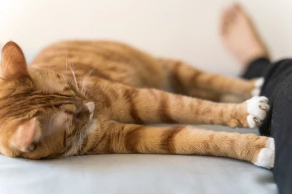 Gato 'amassando pãozinho'
