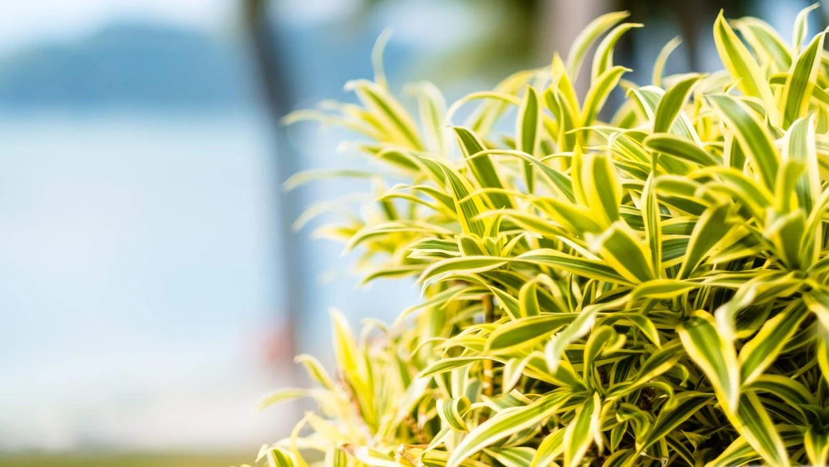 Pleomele (Dracaena reflexa), planta pode ser tóxica para gatos por Reprodução/Shutterstock