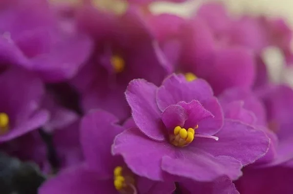 Violeta-africana atrai não só pela beleza, mas também pelo custo acessível  por Flickr/Lay-Liss/CreativeCommons