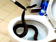 Imagem - Essa válvula protege seu banheiro contra cobras que sobem pelo vaso