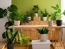 Imagem - 5 plantas que atraem dinheiro, sorte e proteção para sua casa