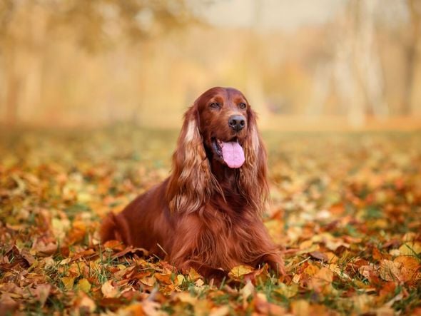 Imagem - 4 características do cachorro da raça setter irlandês 