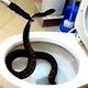 Imagem - Essa válvula protege seu banheiro contra cobras que sobem pelo vaso