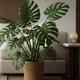 Imagem - Conheça a planta perfeita para atrair sorte e crescimento, segundo o Feng Shui