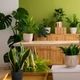 Imagem - 5 plantas que atraem dinheiro, sorte e proteção para sua casa