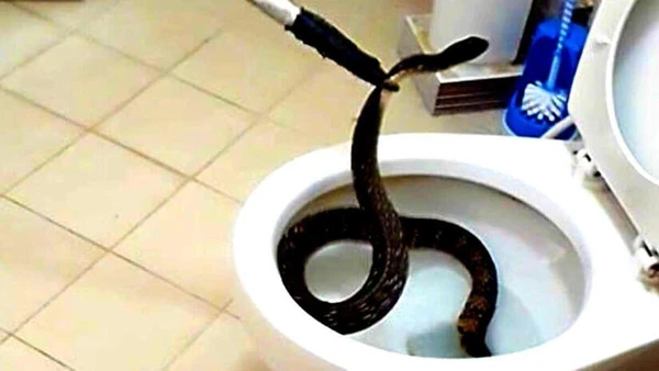 Com válvula de retenção os riscos sanitários e as pragas deixam de ser um problema