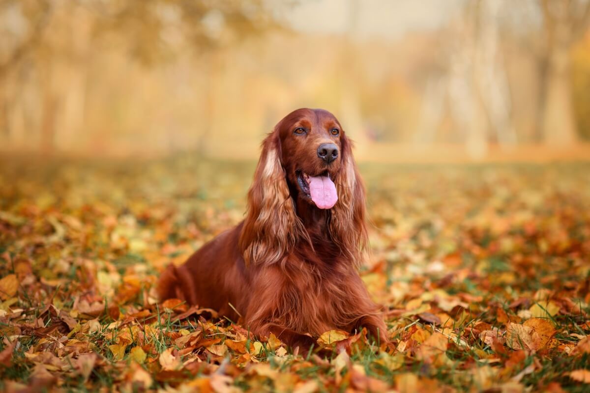 O setter irlandês é um companheiro inteligente, enérgico e afetuoso (Imagem: Nikaletto | Shutterstock) 
