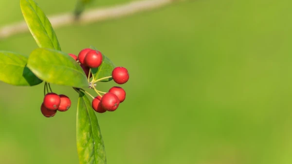 Natureza e ciência se unem nessa descoberta que promete revolucionar dietas