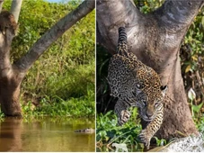 Imagem - Imagens mostram momento exato em que onça ataca jacaré em rio