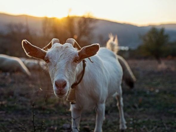Imagem - 8 curiosidades interessantes sobre as cabras