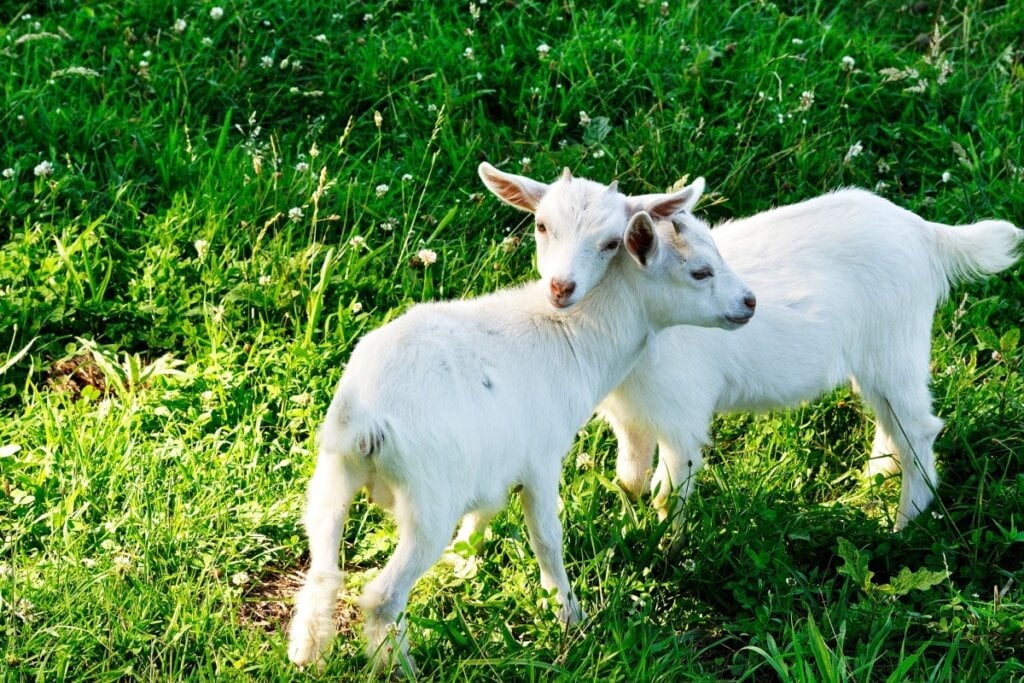 A convivência com outros animais é essencial para o bem-estar emocional das cabras (Imagem: Malachi Jacobs | Shutterstock)