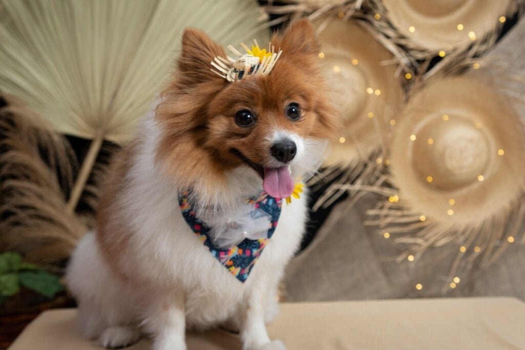 A fantasia de festa junina deve ser confortável para o animal (Imagem: Leandro Omine | Shutterstock)