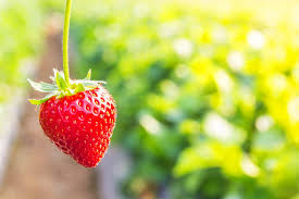 Morango por Shutterstock