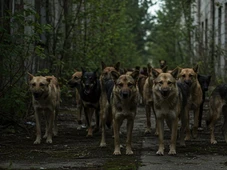 Imagem - Radiação de Chernobyl pode ter alterado genética de cachorros, segundo estudo