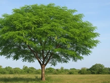 Imagem - Bonita e perigosa: árvore se espalha pelas cidades e pode comprometer nossa biodiversidade