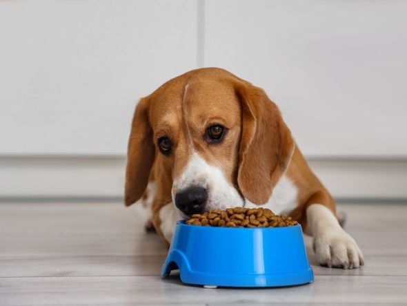 Imagem - Veja como trocar a comida do animal de forma segura