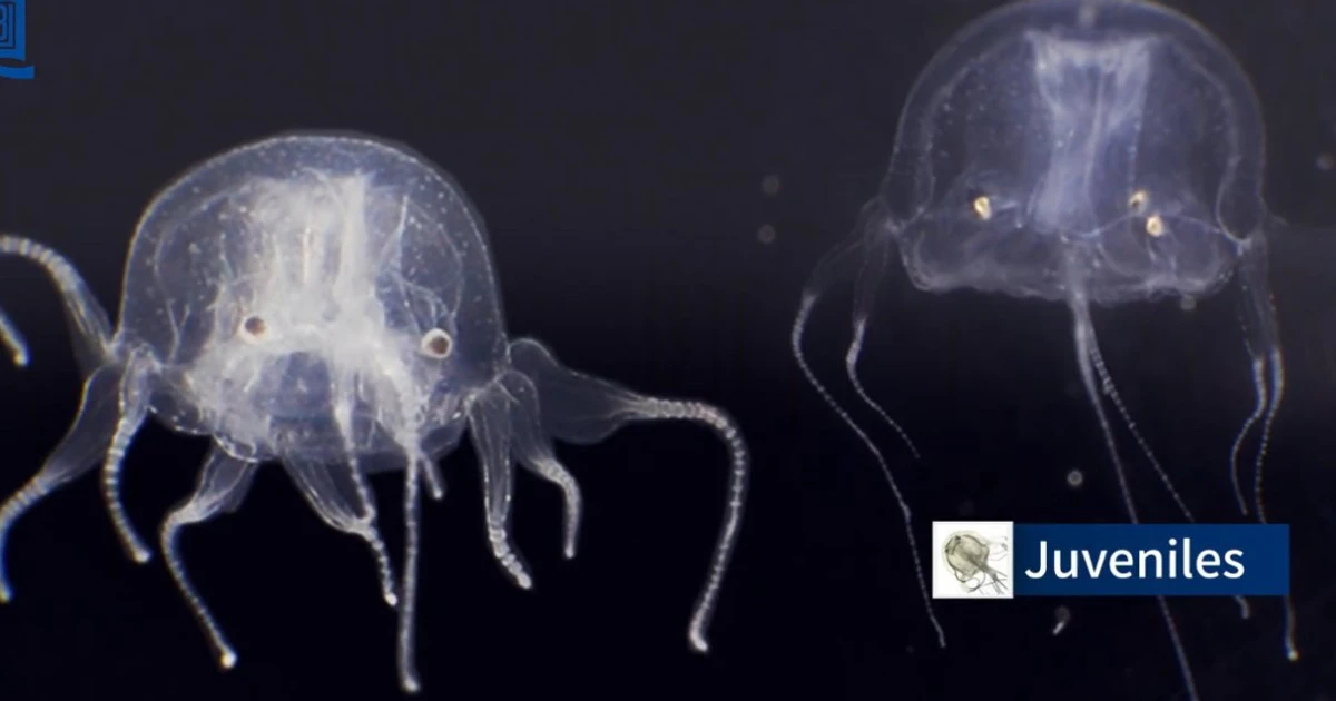 Imagem - Criatura de 24 olhos e em forma de cubo é encontrada em lago