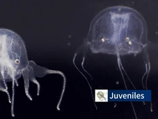 Imagem - Criatura de 24 olhos e em forma de cubo é encontrada em lago