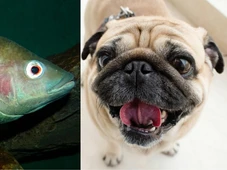 Imagem - Cientistas usam tilápia para devolver visão a cães