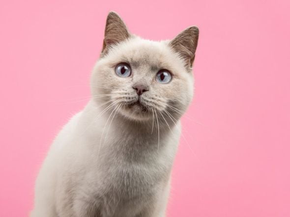 Imagem - 14 nomes para gatos inspirados na cultura geek 