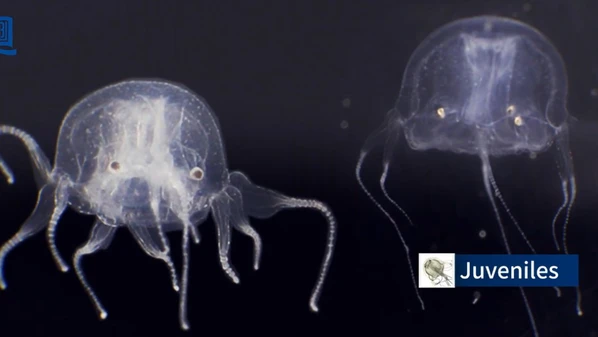 Criatura de 24 olhos e em forma de cubo é encontrada em lago