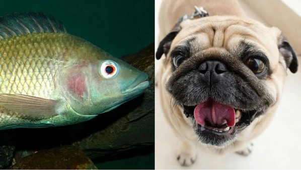 Cientistas usam tilápia para devolver visão a cães