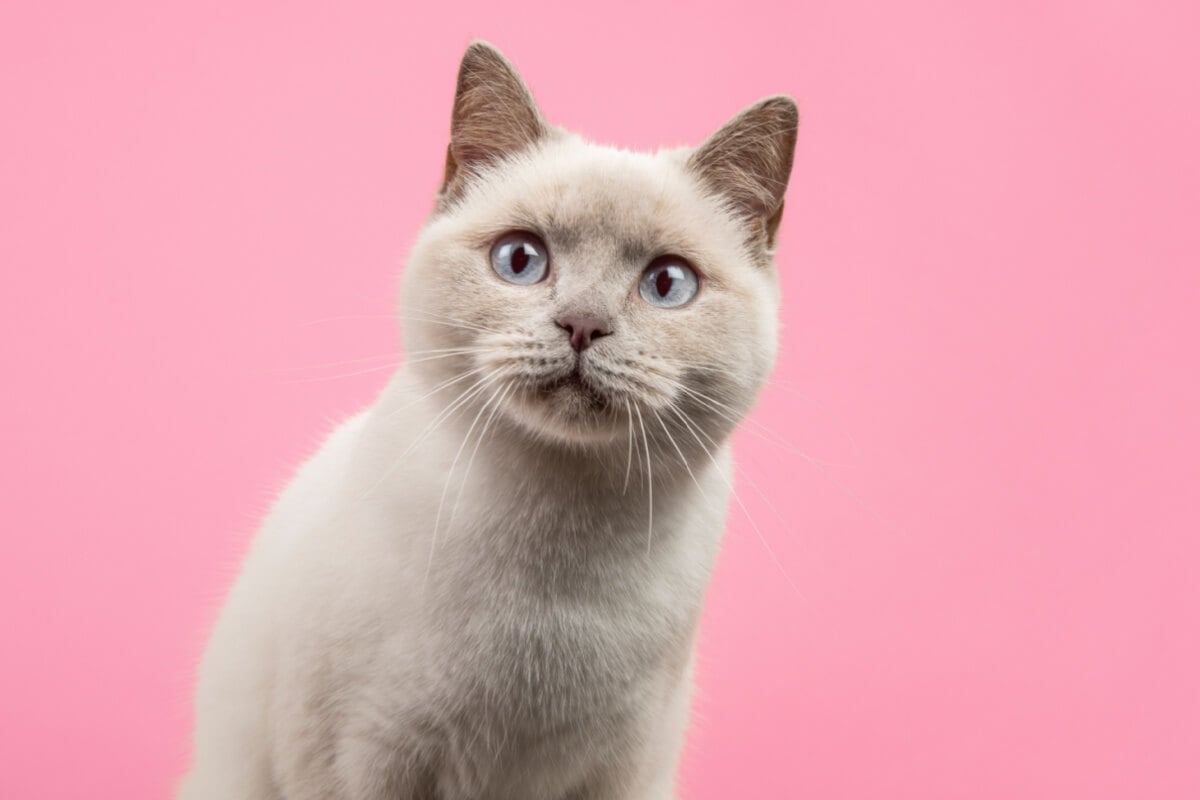 Muitos personagens da cultura geek tem características marcantes que lembra os felinos (Imagem: MirasWonderland | Shutterstock) 