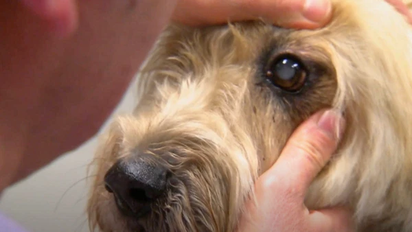 Pele de tilápia ajuda pugs de maneira inusitada.