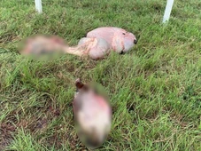 Imagem - Sete bois foram mortos e tiveram partes do corpo abandonadas após furto em fazenda no interior baiano