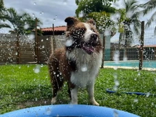 Imagem - Piscina, terapia e petiscos especiais: conheça as mordomias dos hotéis para pet