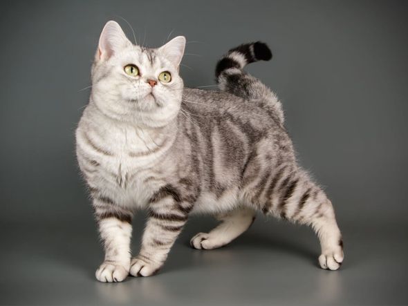 Imagem - Quer ter um gato? Veja as raças consideradas as mais tranquilas