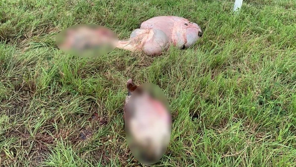 Sete bois foram mortos e tiveram partes do corpo abandonadas após furto em fazenda no interior baiano