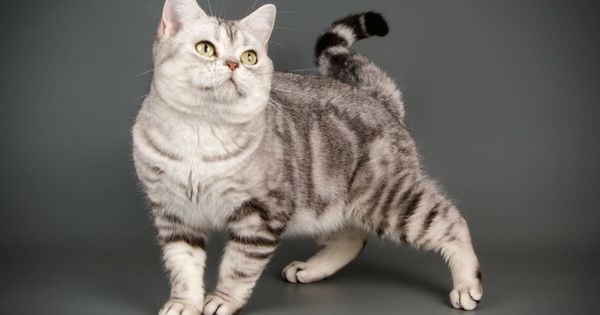 Quer ter um gato? Veja as raças consideradas as mais tranquilas