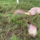 Imagem - Sete bois foram mortos e tiveram partes do corpo abandonadas após furto em fazenda no interior baiano