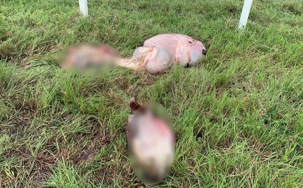Animais foram mortos e vísceras foram deixadas na fazenda, em São Francisco do Conde 