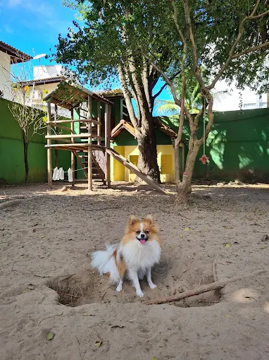 Club do Focinho por Reprodução