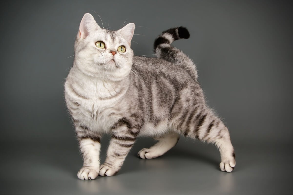 Algumas raças de gatos são ideais para quem vive em apartamentos ou valoriza a calma em casa (Imagem: Oleksandr VolchanskyiOleksandr Volchanskyi | Shutterstock) 