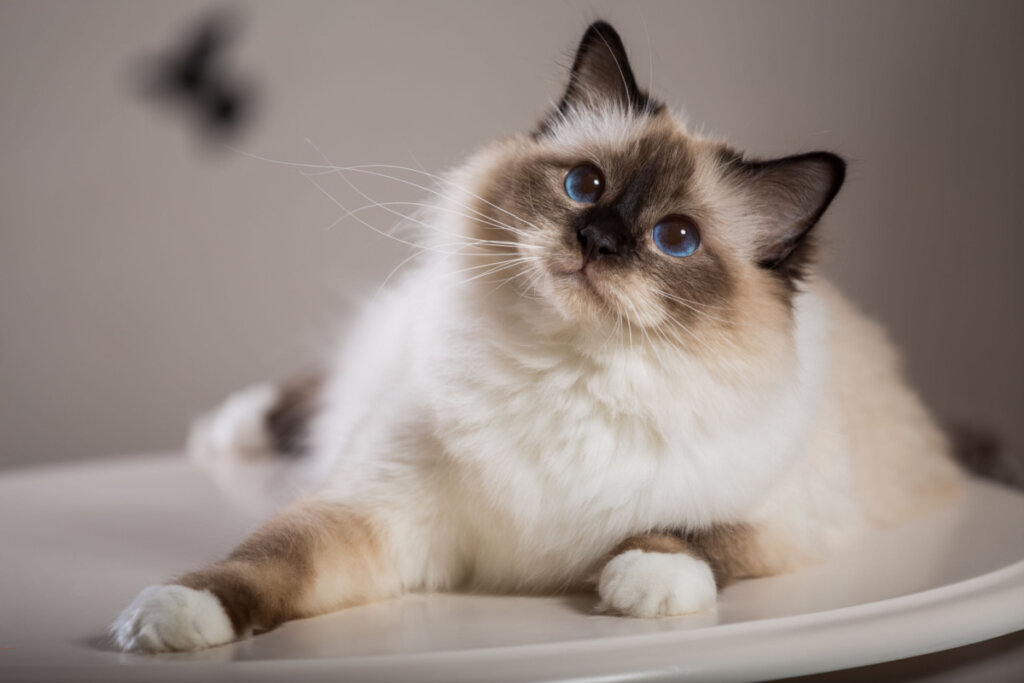 O gato birmanês é carinhoso, gentil e sociável (Imagem: Viacheslav Lopatin | Shutterstock)