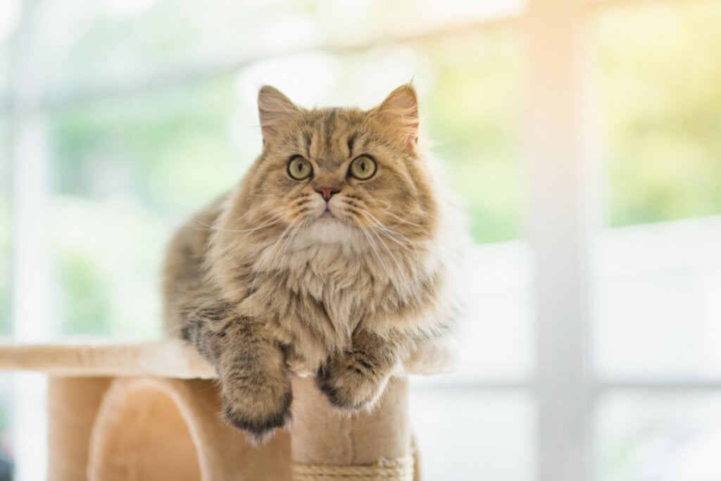 O gato persa é extremamente calmo e aprecia o contato com o tutor (Imagem: ANURAK PONGPATIMET | Shutterstock)