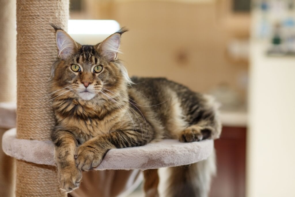 O maine coon é carinhoso e gosta de companhia (Imagem: photosbelkina | Shutterstock)