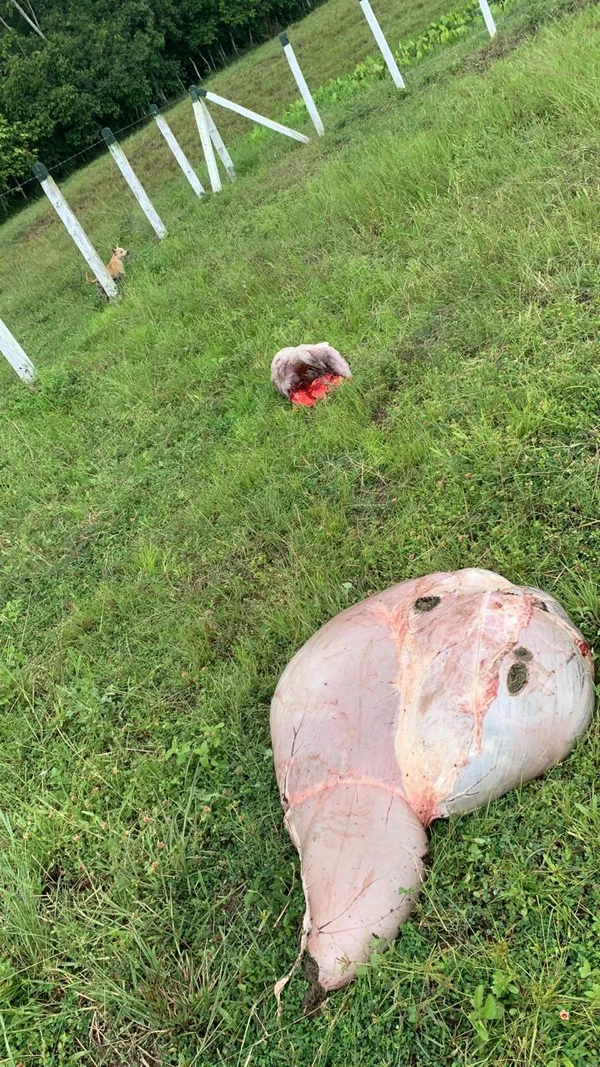 As imagens são fortes e mostram os restos dos animais que foram deixados na fazenda por Divulgação