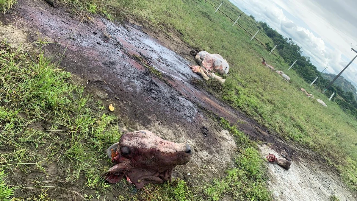 As quadrilhas especializadas em furto de gado têm causado pânico no interior da Bahia por Divulgação